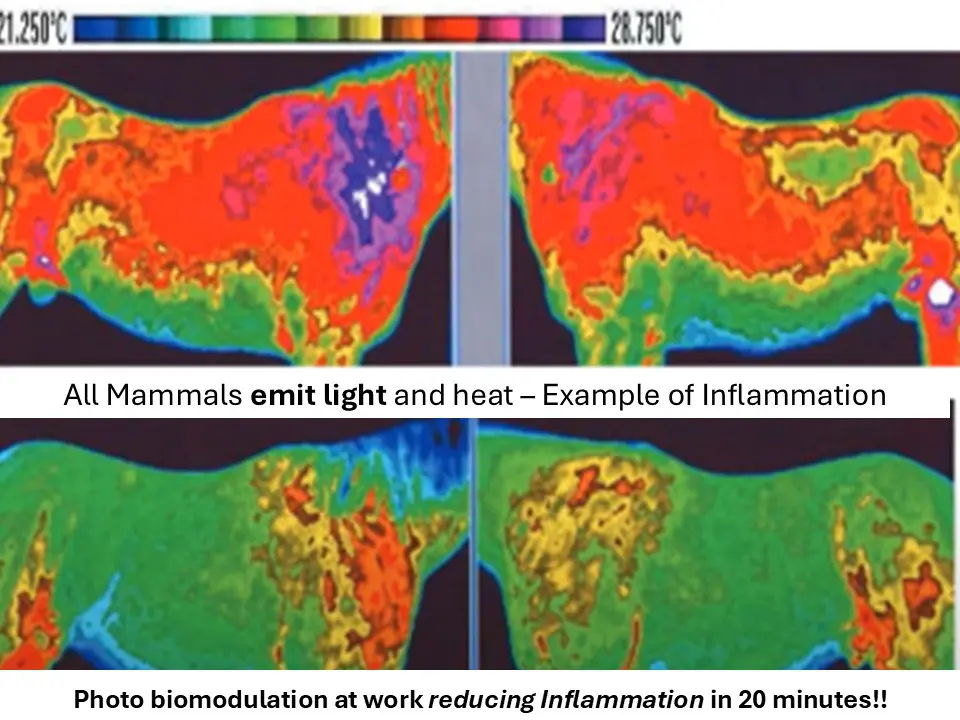 Horse before and after Ice Wave Reducing Inflammation