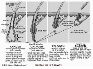 3-Stages-BETTER-of-Hair-Growth1