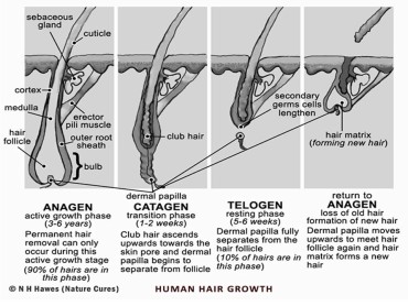 3-Stages-BETTER-of-Hair-Growth1 - LED Skin Care Spa