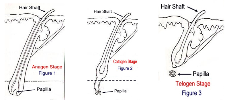 Stop Hair Loss Led Skin Care Spa