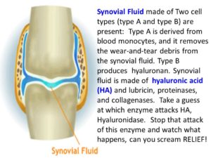 Joints and Snyovial Fluid