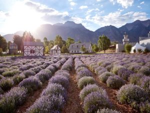 Lavender Farms - Young Living