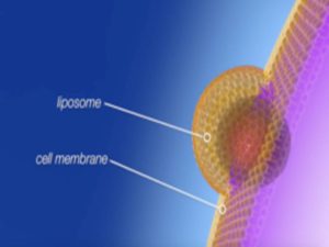 Liposome