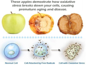 Apple Oxidative Stress