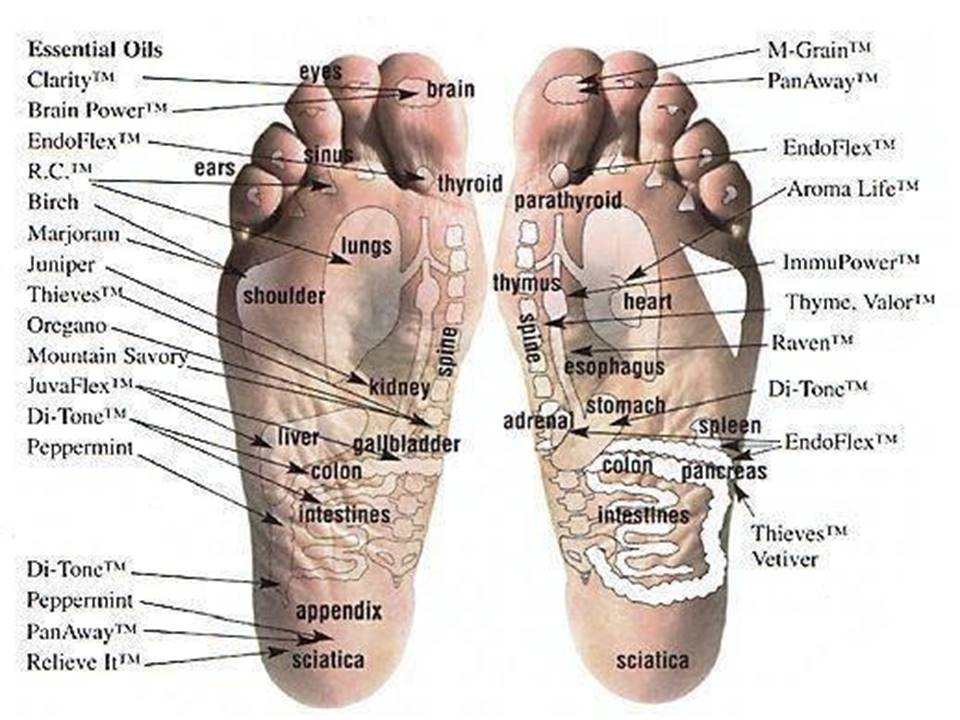 Reflexology for for adults