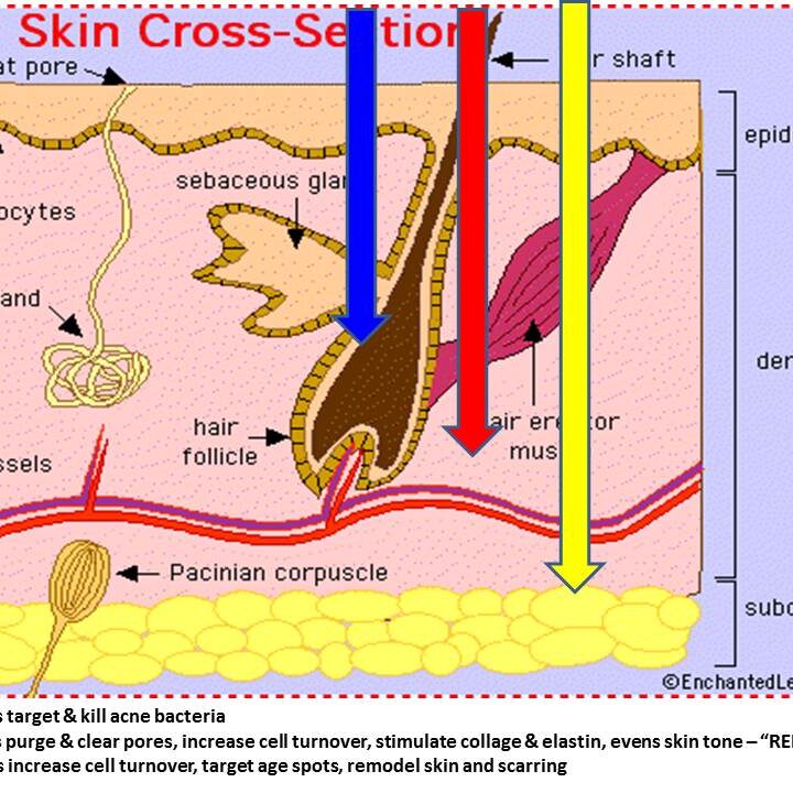 Skin Cross Section A cross section of the skin shows different types of hair.